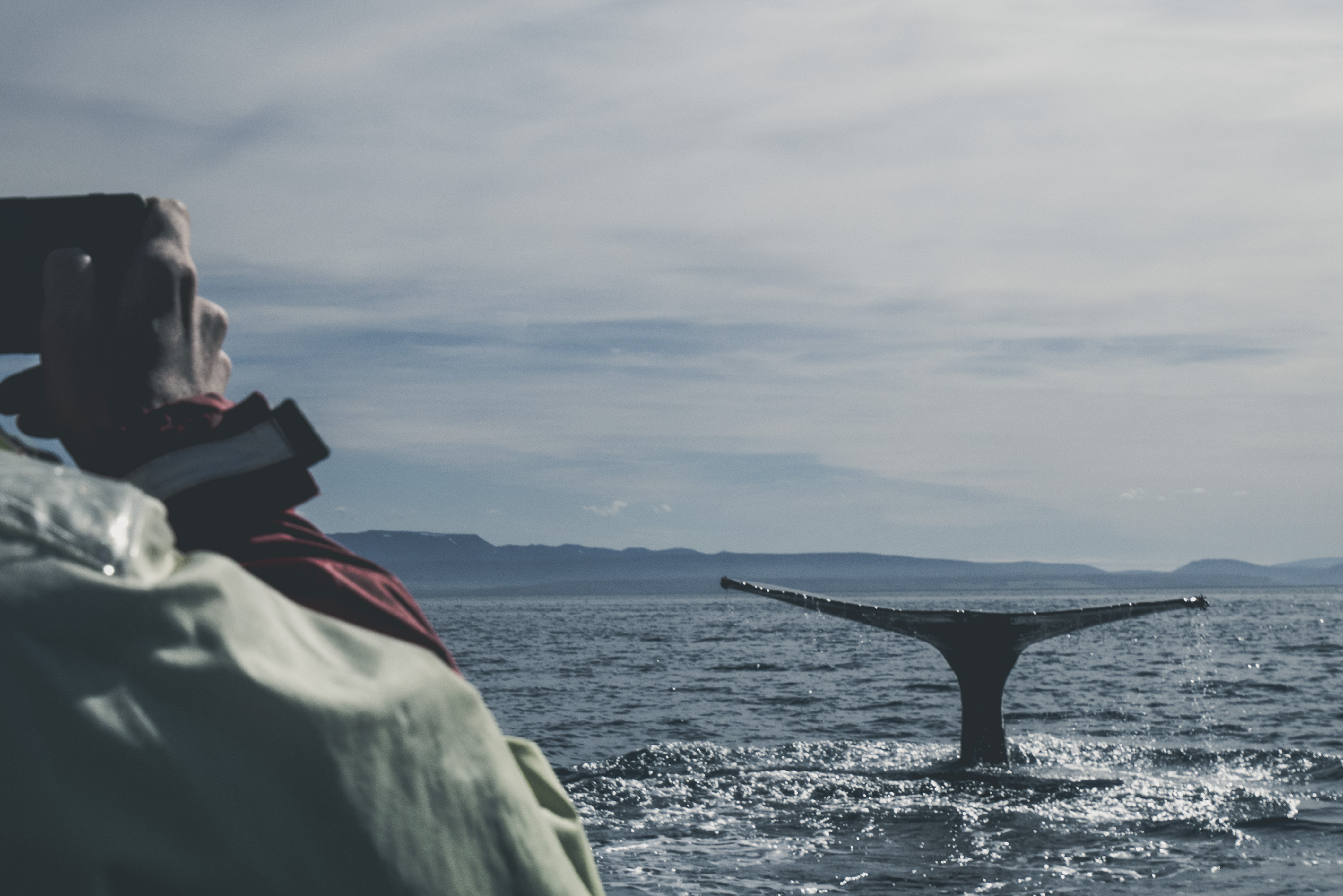 North Sailing - Húsavík Whale Watching, Húsavík, Iceland (Unsplash)